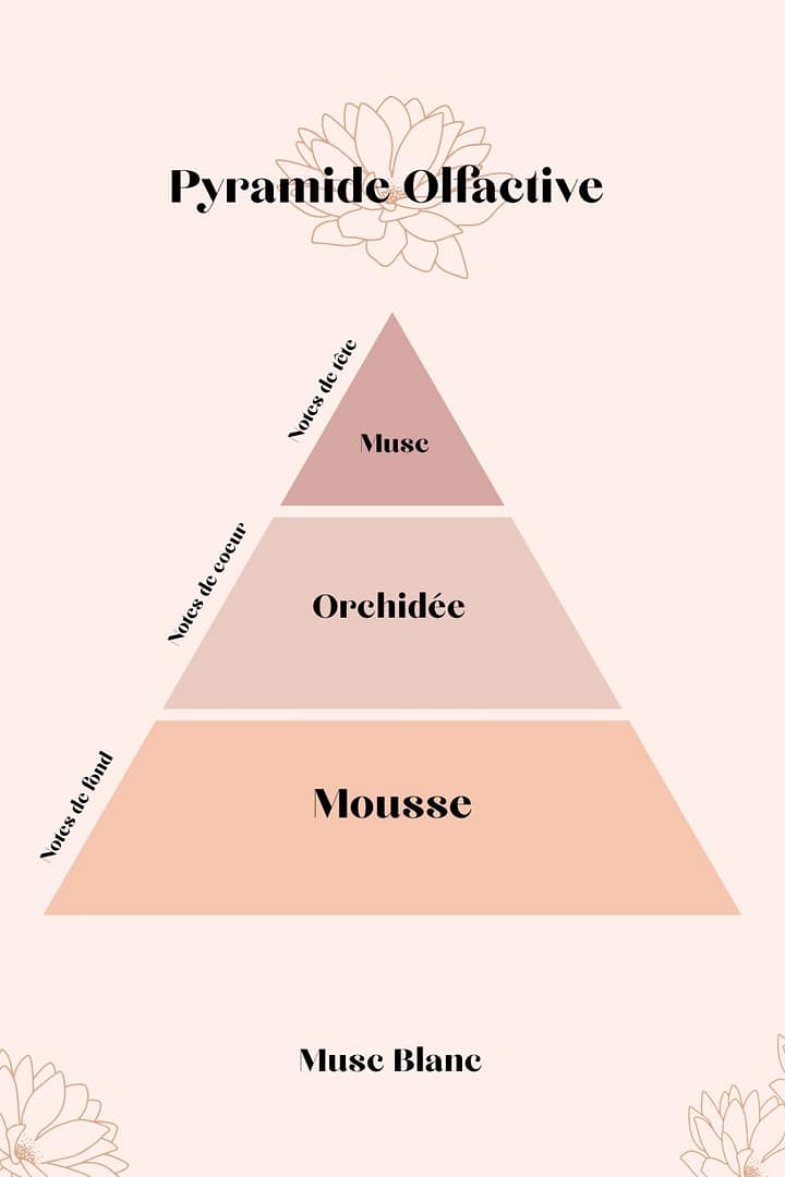 Pyramide Olfactives Musc Blanc