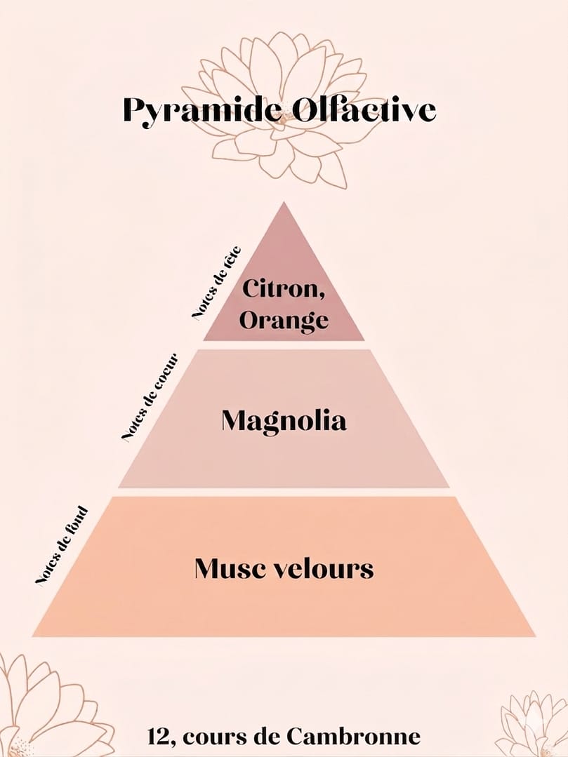 pyramide olfactive cour de Cambronne magnolia & musc de soie