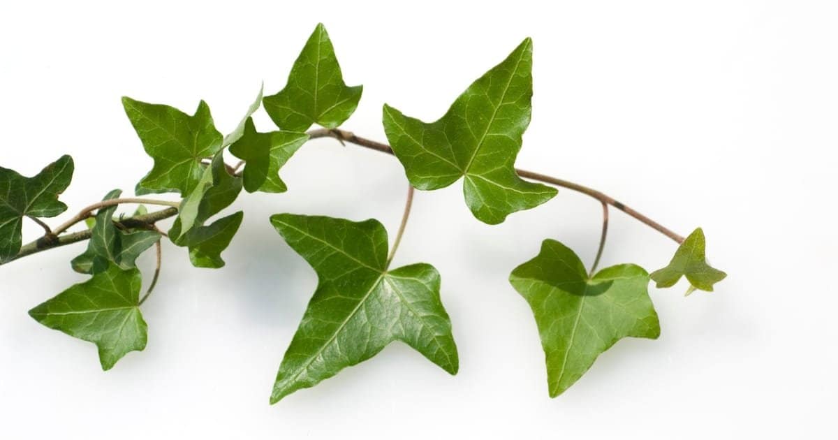 Décoration biophilique vérticale - Le Lierre grimpant, efficace à l'extérieur comme l'intérieur Décoration biophilique vérticale - Le Lierre grimpant, efficace à l'extérieur comme l'intérieur