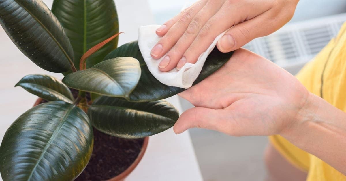 Le Ficus - essentiel dans une décoration biophilique de l'intérieur Le Ficus - essentiel dans une décoration biophilique de l'intérieur