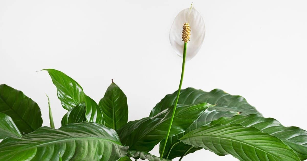 décoration intérieure avec la plante purificatrice la Fleur de Lune décoration intérieure avec la plante purificatrice la Fleur de Lune