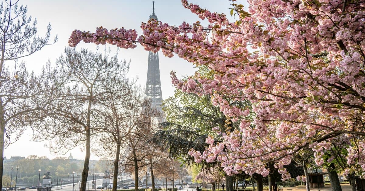 Le Parc de Trocadero à Paris - Des plus beaux endroits pour admirer les sakura, cerisiers japonais, en fleurs, en France - boutique N'importe où - bougies, fondants et autres accessoires parfumés Le parc de Trocadéro- Des plus beaux endroits pour admirer les sakura, cerisiers japonais, en fleurs, en France - boutique N'importe où - bougies, fondants et autres accessoires parfumés