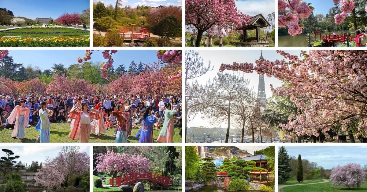 Le Top 10 des plus beaux spots pour admirer les cerisiers japonais (Sakura) en fleurs en France Hanami