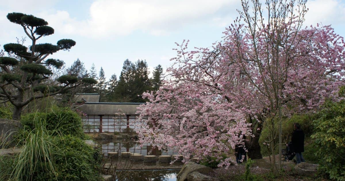 L'ile de Versailles à Nantes - Des plus beaux endroits pour admirer les sakura, cerisiers japonais, en fleurs, en France - boutique N'importe où - bougies, fondants et autres accessoires parfumés