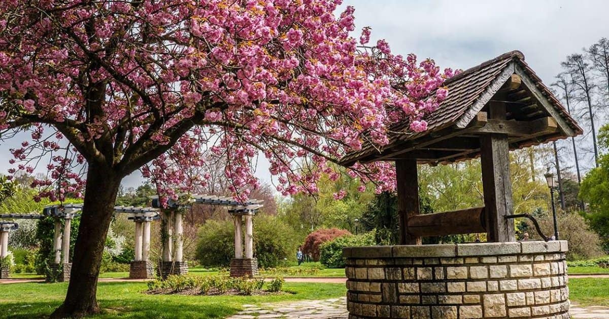 Parc de la Tete de l'or à Lyon - Des plus beaux endroits pour admirer les sakura, cerisiers japonais, en fleurs, en France - boutique N'importe où - bougies, fondants et autres accessoires parfumés