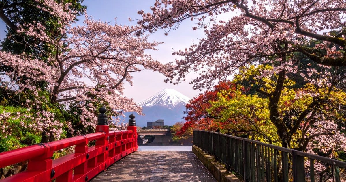 hanami fête des cerisiers japonais Un détail de Kyoto, un pont entre les Sakuras avec un mont en face. hanami fête des cerisiers japonais