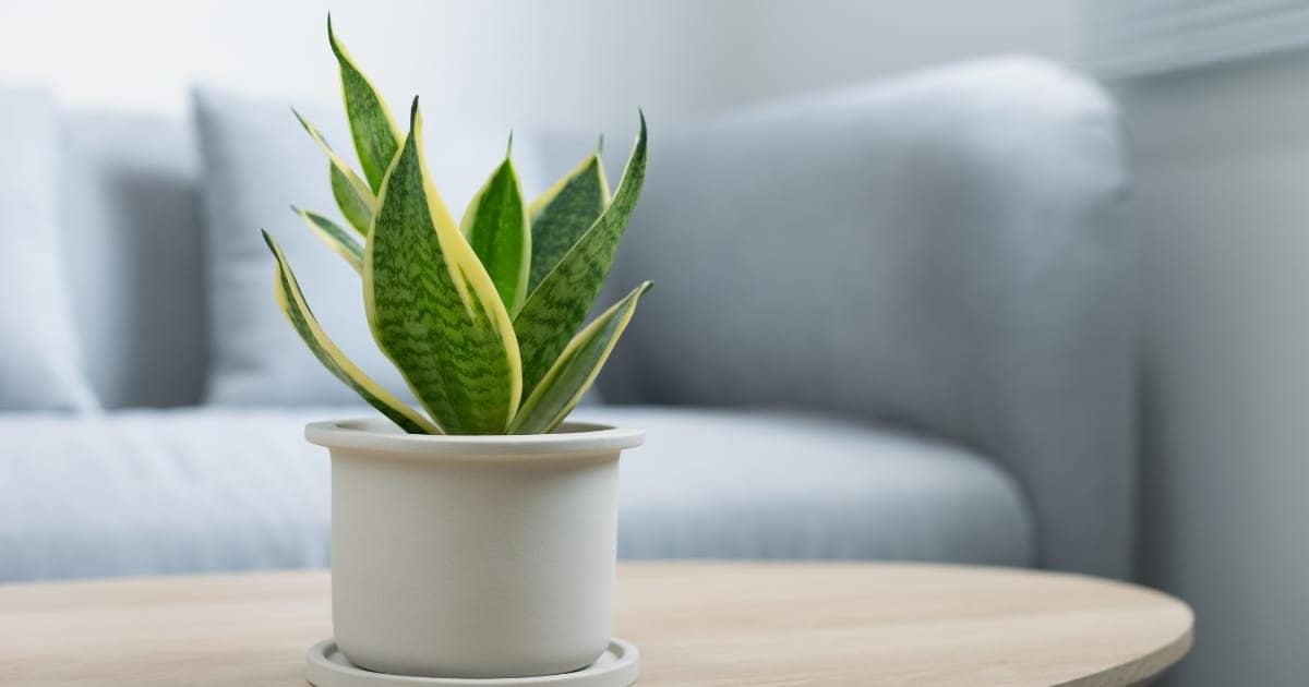 La Plante serpent - la résistance naturelle au service de la déco La Plante serpent - la résistance naturelle au service de la déco