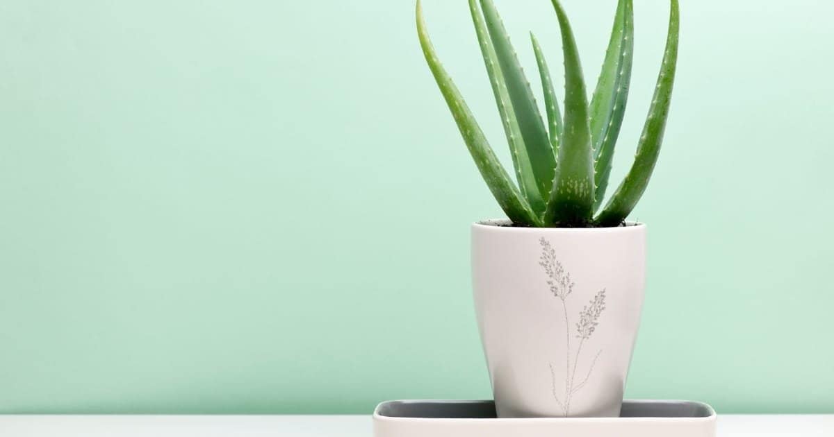 plantes qui purifient l'air - aloé vera incontournable dans la décoration intérieure plantes qui purifient l'air - aloé vera incontournable dans la décoration intérieure