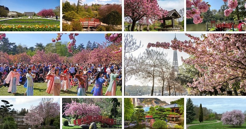 Le Top 10 des plus beaux spots pour admirer les cerisiers japonais (Sakura) en fleurs en France Hanami