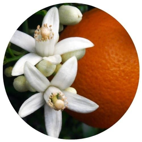 parfums d'intérieur pour l'hiver - orange et agrumes assainissent l'air